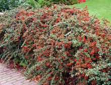 Load image into Gallery viewer, Cotoneaster 'Cranberry'