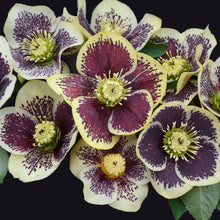 Load image into Gallery viewer, Helleborus Honeymoon® 'Rio Carnival'
