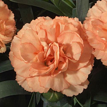 Load image into Gallery viewer, Dianthus Sunflor® 'Luigi'