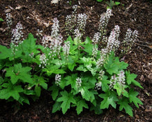 Load image into Gallery viewer, Tiarella 'Oakleaf'