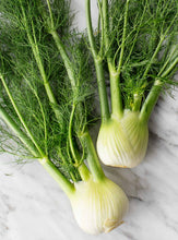 Load image into Gallery viewer, Fennel 'Florence'