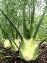 Load image into Gallery viewer, Fennel 'Florence'