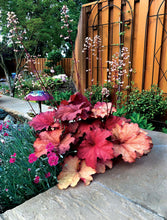 Load image into Gallery viewer, Heuchera City™ 'Rio'