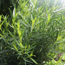 Load image into Gallery viewer, French Tarragon