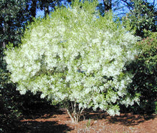 Load image into Gallery viewer, White Fringe Tree