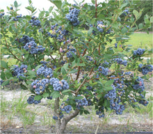 Load image into Gallery viewer, Highbush Blueberry