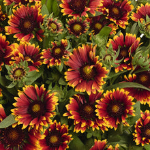 Load image into Gallery viewer, Gaillardia 'SpinTop™ Orange Halo'