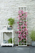 Load image into Gallery viewer, Clematis 'Giselle'