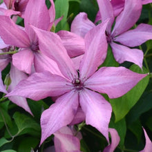 Load image into Gallery viewer, Clematis 'Giselle'