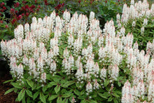 Load image into Gallery viewer, Tiarella 'Spring Symphony'