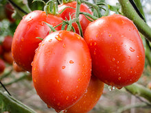 Load image into Gallery viewer, Tomato 'Roma Plum'