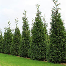 Load image into Gallery viewer, Arborvitae 'Green Giant'