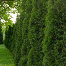 Load image into Gallery viewer, Arborvitae  &#39;Green Giant&#39;
