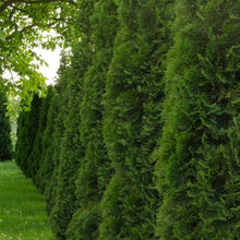 Load image into Gallery viewer, Arborvitae 'Green Giant'