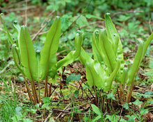 Load image into Gallery viewer, Fern 'Hart's Tongue'