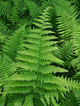 Load image into Gallery viewer, Fern 'Hayscented'