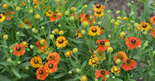 Load image into Gallery viewer, Helenium "Mardi Gras"