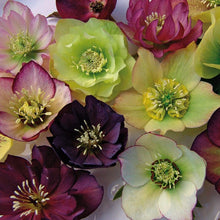 Load image into Gallery viewer, Helleborus 'Brandywine™