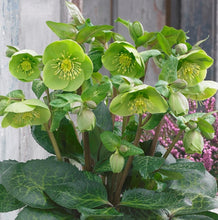 Load image into Gallery viewer, Helleborus Frostkiss® 'Illumi Lime'