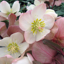 Load image into Gallery viewer, Helleborus Gold Collection® 'Mahogany Snow'