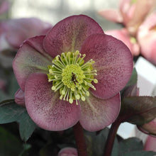 Load image into Gallery viewer, Helleborus Frostkiss® 'Pippa's Purple'