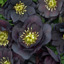 Load image into Gallery viewer, Helleborus 'Dark and Handsome'
