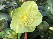 Load image into Gallery viewer, Helleborus Frostkiss® 'Illumi Lime'