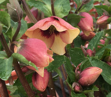 Load image into Gallery viewer, Helleborus Honeymoon® 'Sandy Shores'