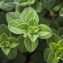 Load image into Gallery viewer, Oregano 'Hot & Spicy'