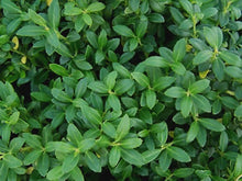 Load image into Gallery viewer, Japanese Holly 'Soft Touch'
