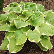 Load image into Gallery viewer, Hosta 'Fragrant Bouquet'