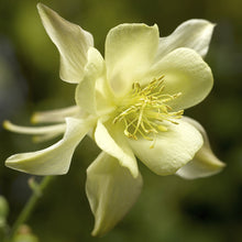 Load image into Gallery viewer, Aquilegia KIRIGAMI™ Yellow
