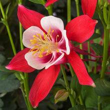 Load image into Gallery viewer, Aquilegia KIRIGAMI™ Red & White