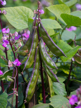 Load image into Gallery viewer, Hyacinth Bean Vine