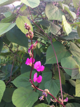 Load image into Gallery viewer, Hyacinth Bean Vine