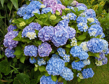 Load image into Gallery viewer, Hydrangea 'All Summer Beauty'