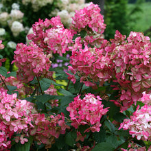 Load image into Gallery viewer, Hydrangea 'Fire Light'