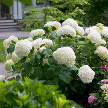 Load image into Gallery viewer, Hydrangea 'Incrediball'™