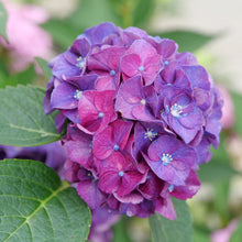 Load image into Gallery viewer, Hydrangea 'Wee Bit Grumpy'