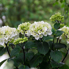 Load image into Gallery viewer, Hydrangea 'Zebra'