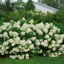 Load image into Gallery viewer, Hydrangea 'Bobo®'
