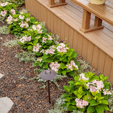 Load image into Gallery viewer, Hydrangea 'Tuff Stuff Ah-ha®'