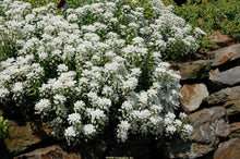 Load image into Gallery viewer, Iberis Snowsurfer™ 'Forte'