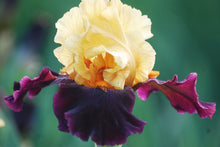 Load image into Gallery viewer, German Iris 'Idol'