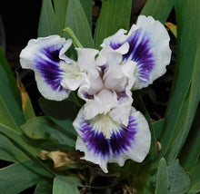 Load image into Gallery viewer, German Iris 'Riveting'