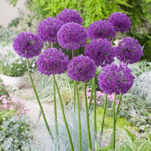 Load image into Gallery viewer, Allium 'Purple Sensation'