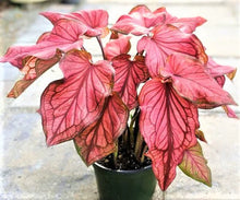 Load image into Gallery viewer, Caladium 'Desert Sunset'