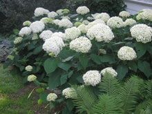Load image into Gallery viewer, Hydrangea 'Zebra'
