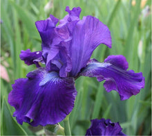 Load image into Gallery viewer, German Iris 'Halston'