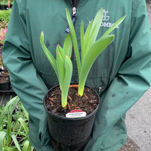 Load image into Gallery viewer, Allium 'Purple Sensation'